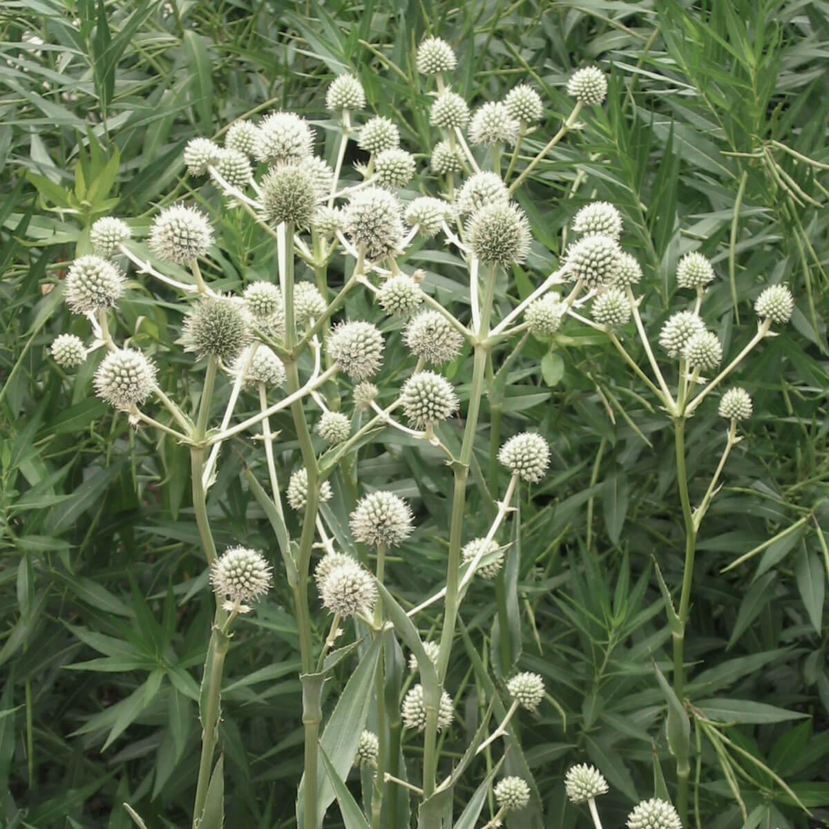 Sea Holly 'Rattlesnake Master'