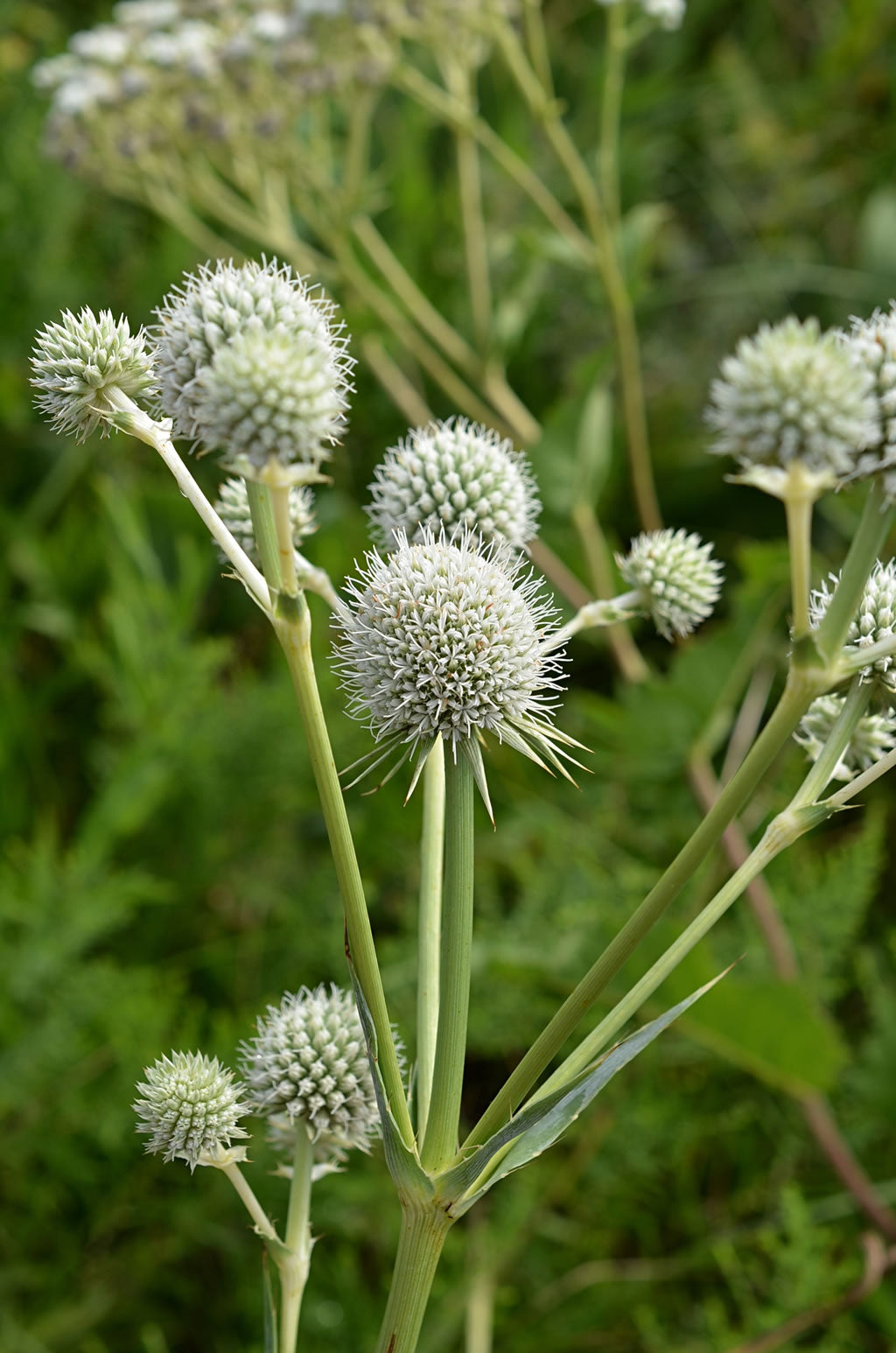 Sea Holly 'Rattlesnake Master'