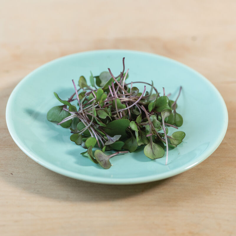 Microgreen 'Red Cabbage'