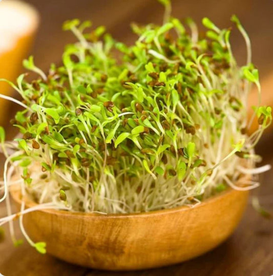 Microgreen 'Red Clover'