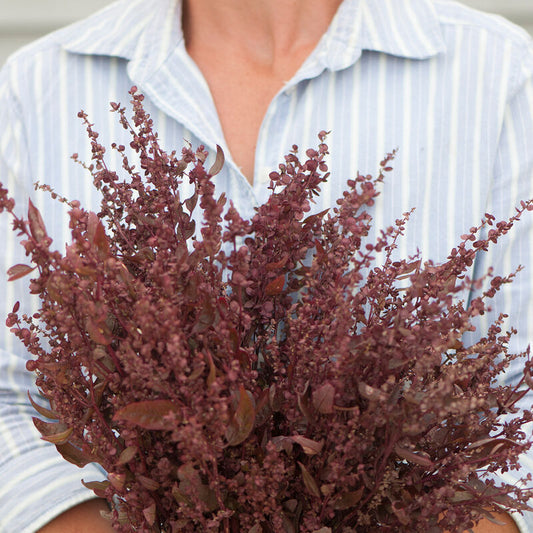 Atriplex 'Red Plume'