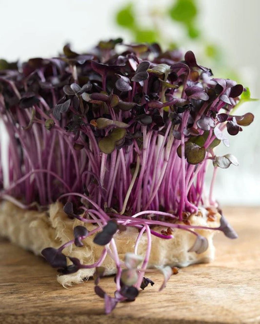 Microgreen 'Red Radish'