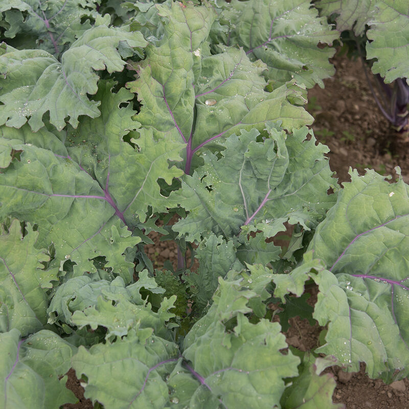 Kale 'Red Russian'