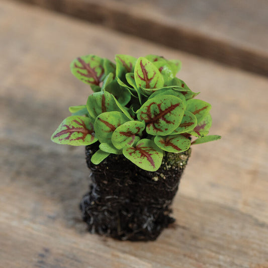 Microgreen 'Red Veined Sorrel'