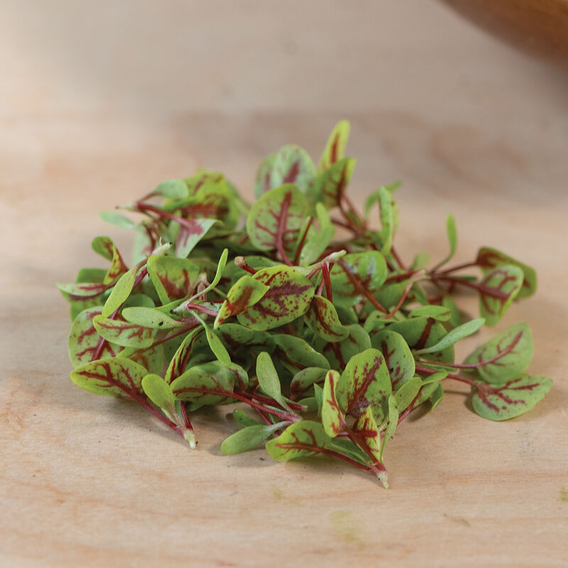 Microgreen 'Red Veined Sorrel'