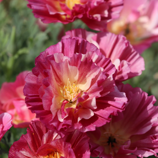 Poppy 'Thai Silk Rose Chiffon'