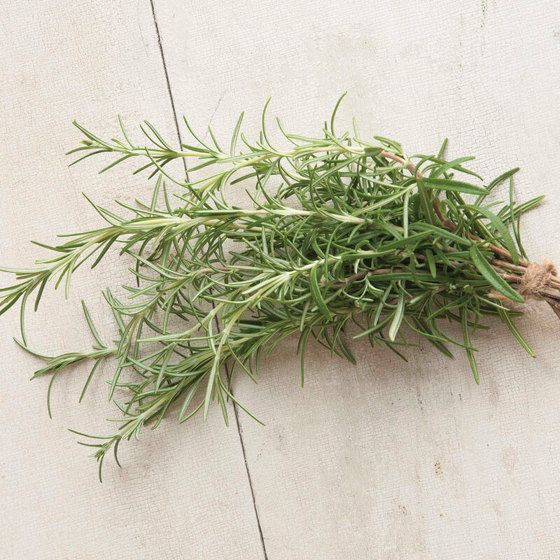 Herb 'Rosemary'