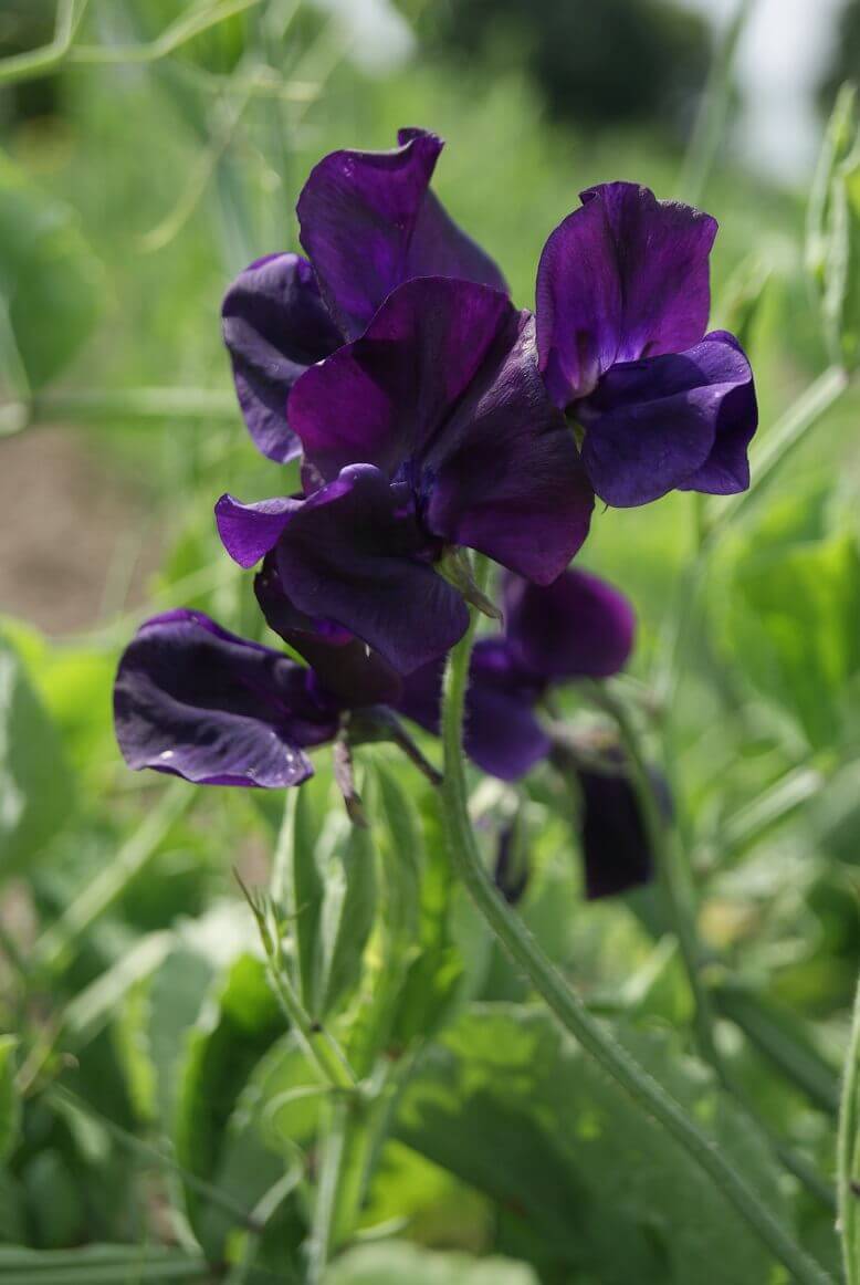 Sweet Pea 'Royal Blue'