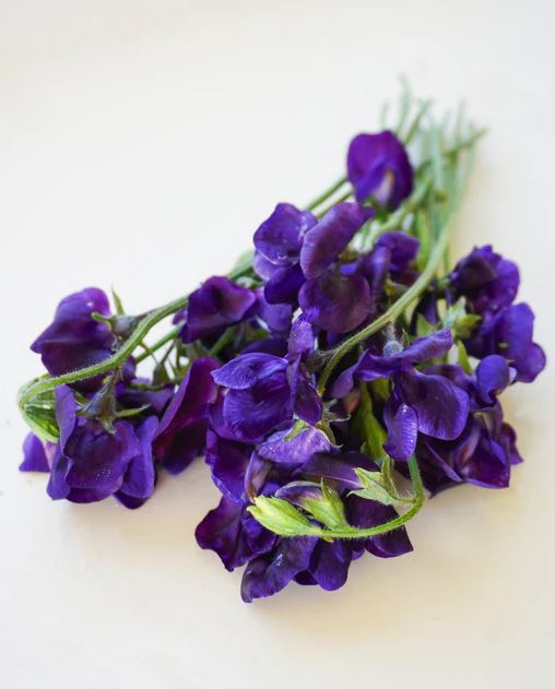 Sweet Pea 'Royal Blue'