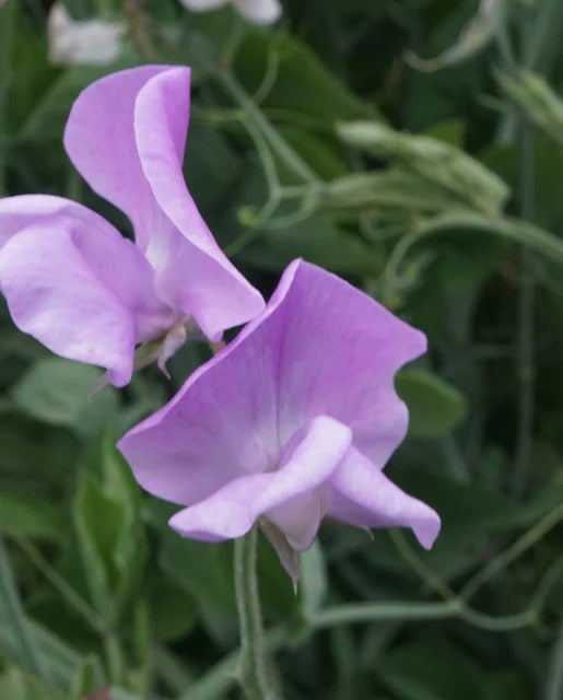 Sweet Pea 'Royal Lavender'