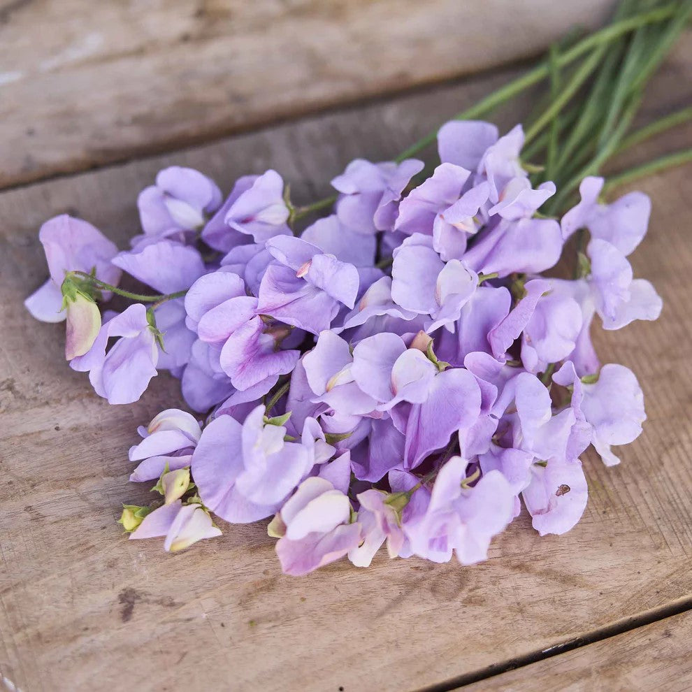 Sweet Pea 'Royal Lavender'