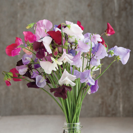 Sweet Pea 'Royal Family Mix'