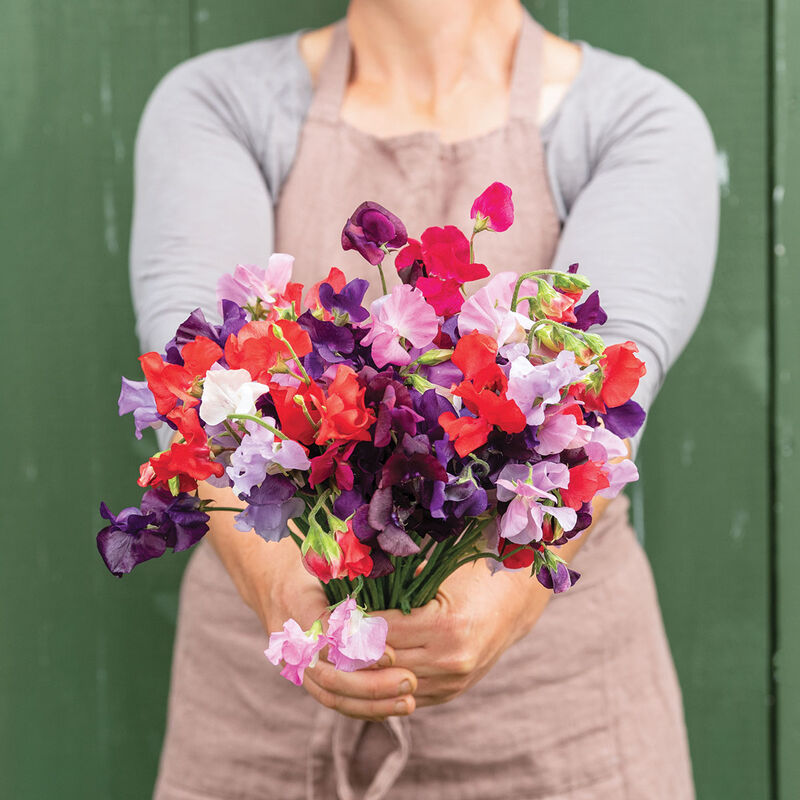 Sweet Pea 'Royal Family Mix'