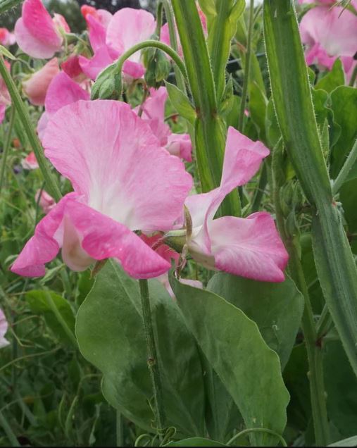 Sweet Pea 'Royal Rose-Pink'