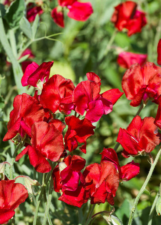 Sweet Pea 'Royal Scarlet Red'