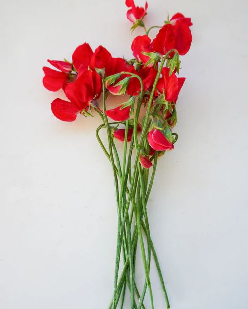 Sweet Pea 'Royal Scarlet Red'