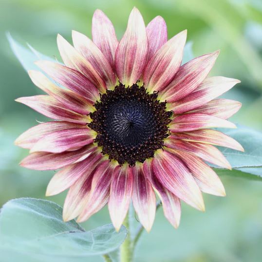 Sunflower 'Ruby Eclipse'