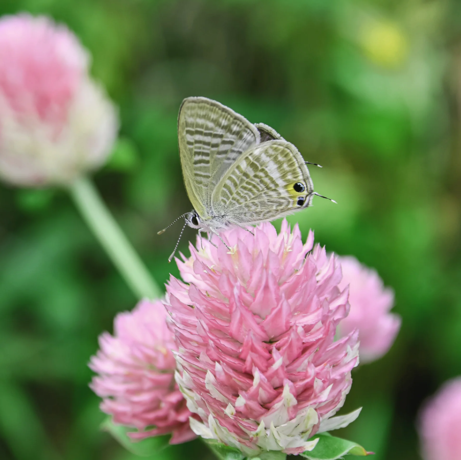 Gomphrena 'Salmon Pastel'