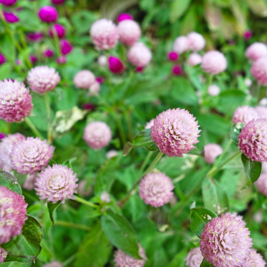 Gomphrena 'Salmon Pastel'