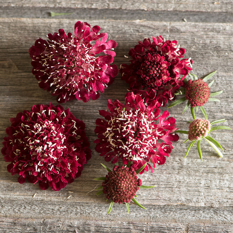 Scabiosa 'Fire King'