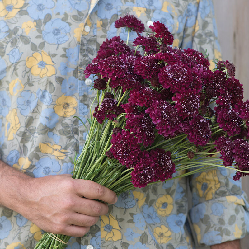 Scabiosa 'Merlot Red'