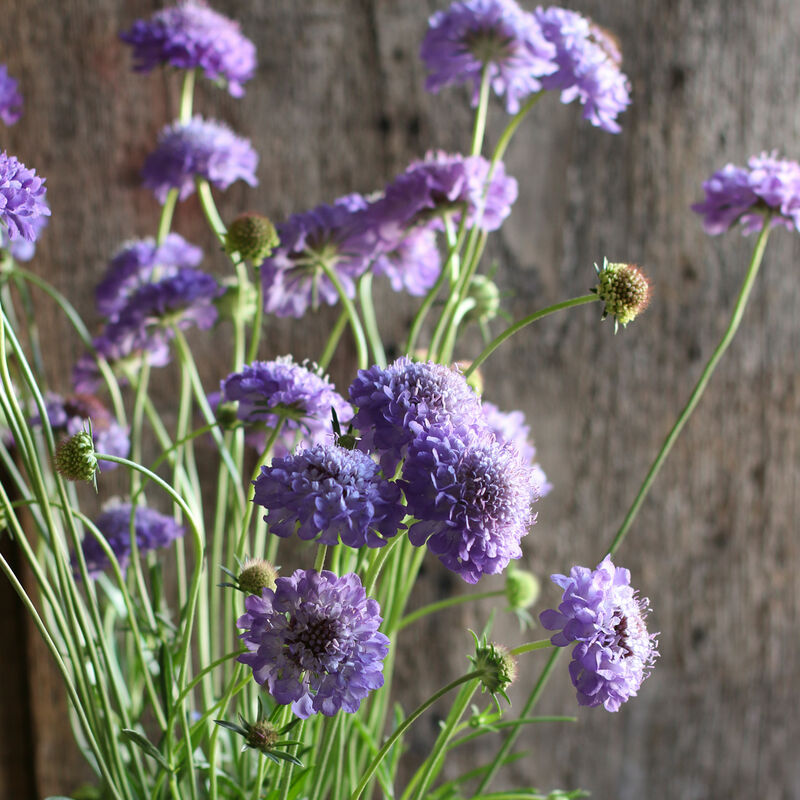 Scabiosa 'Oxford Blue'