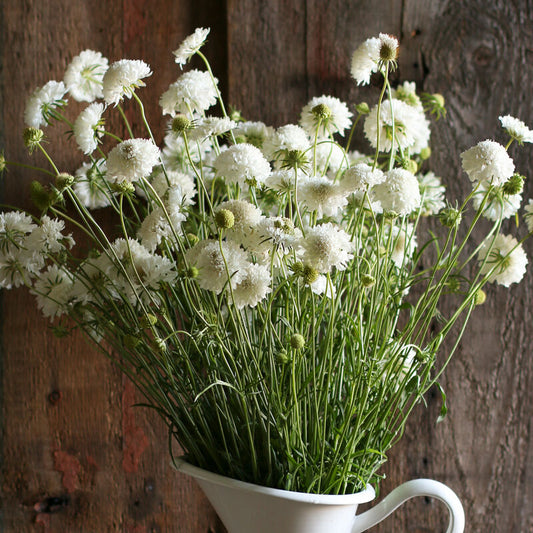 Scabiosa 'Snowmaiden'