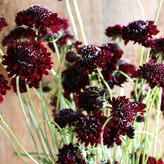 Scabiosa 'Dark Knight'