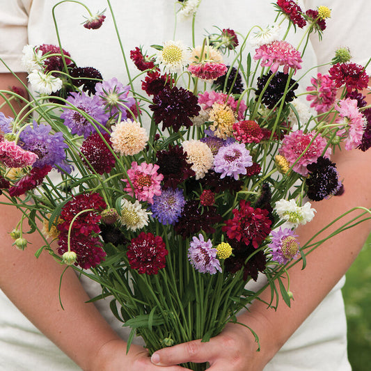 Scabiosa 'Pincushion Mix'