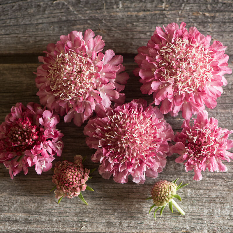 Scabiosa 'Salmon Rose'