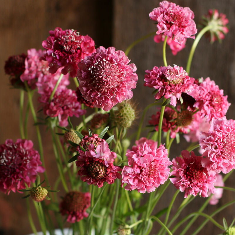 Scabiosa 'Salmon Rose'