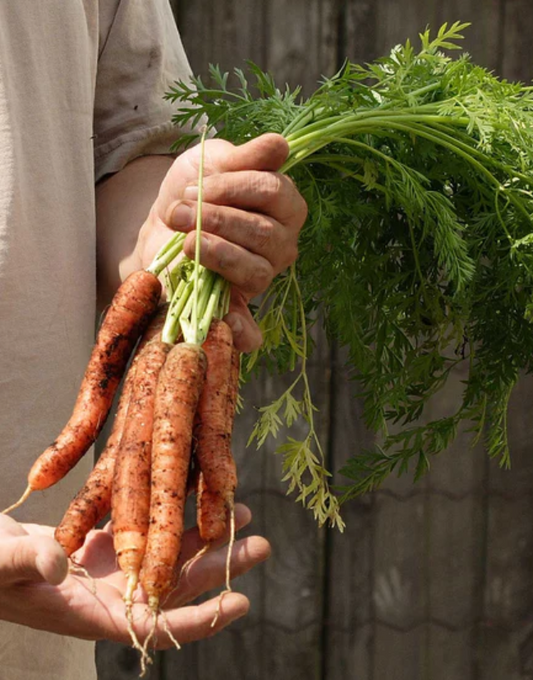 Carrot 'Nantes Scarlet'