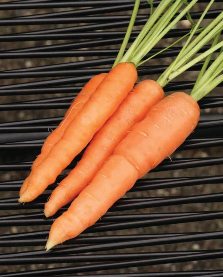 Carrot 'Nantes Scarlet'