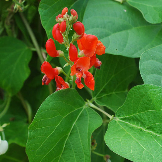 Bean 'Scarlet Emperor'