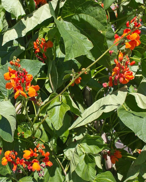 Bean 'Scarlet Emperor'