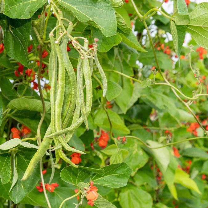 Bean 'Scarlet Emperor'