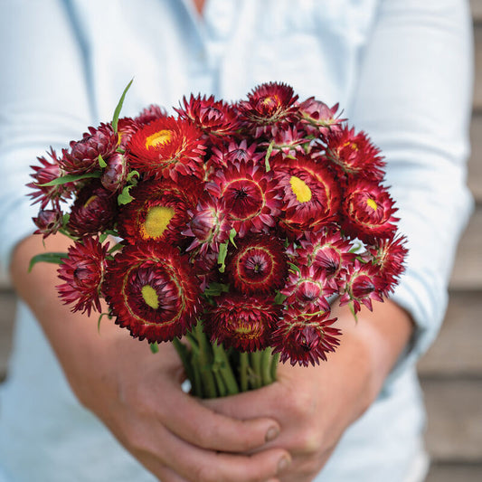 Strawflower 'Scarlet'