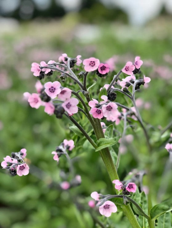 Chinese Forget-Me-Not 'Mystery Rose'