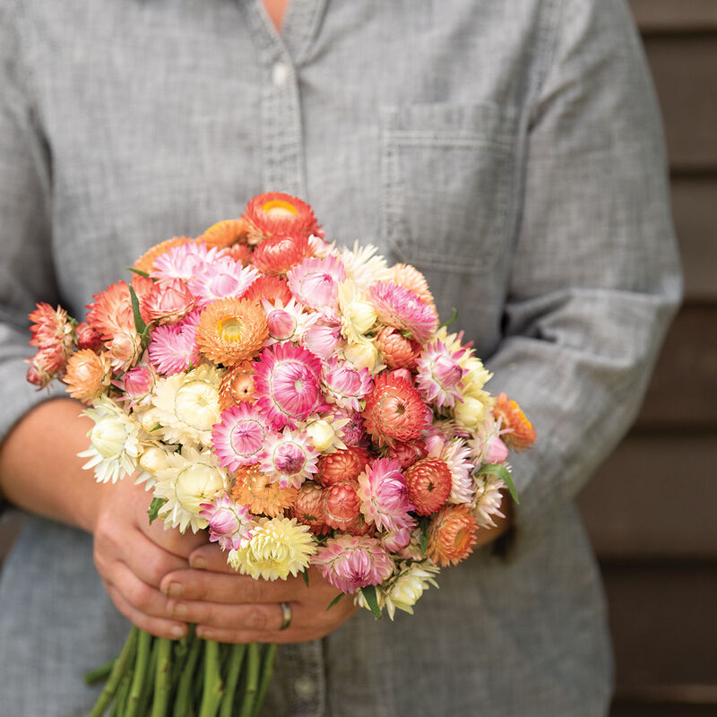 Strawflower 'Seashell Mix'