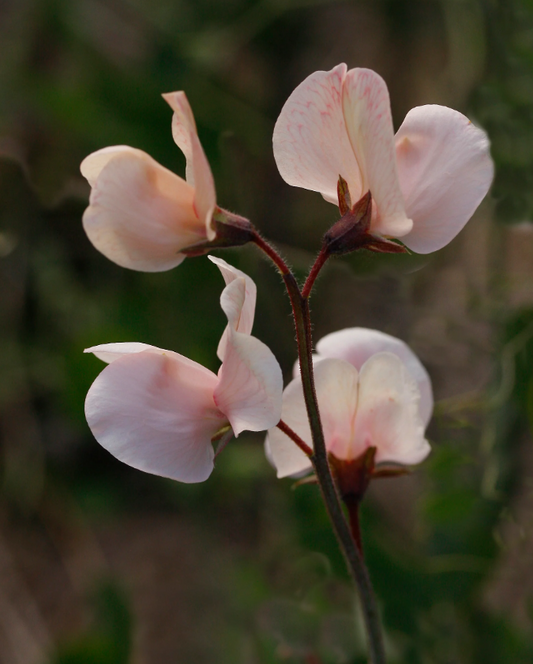 Sweet Pea 'Shell Pink'