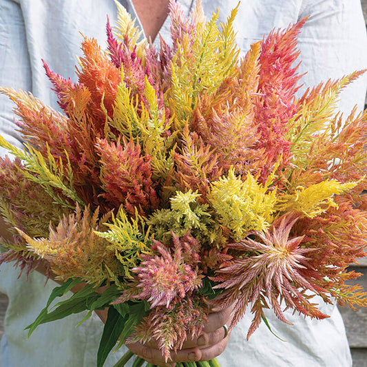 Celosia 'Shimmer Mix'