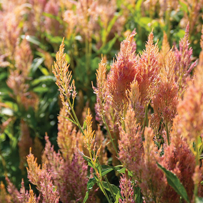 Celosia 'Shimmer Mix'