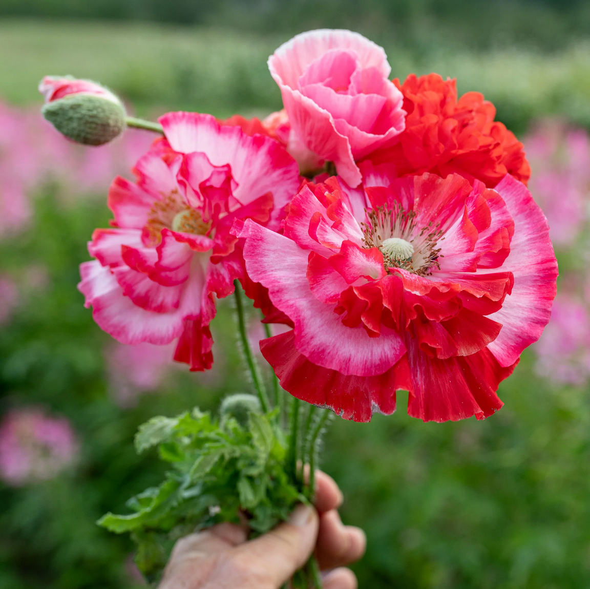 Vintage Petals - Antique Shades Flower Seed Collection