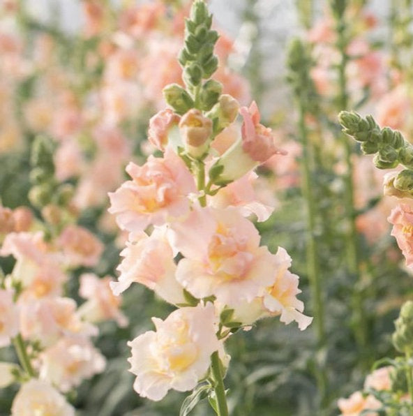 Snapdragon 'Snapstar Champagne'