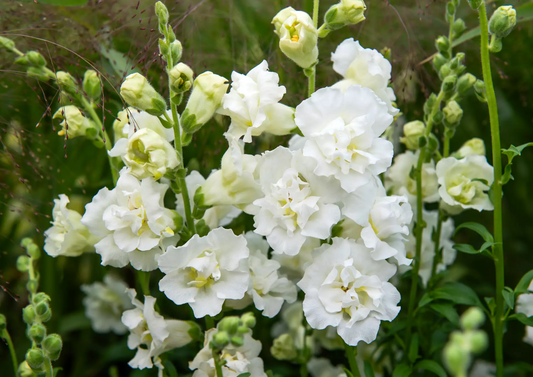 Snapdragon 'Snapstar White'