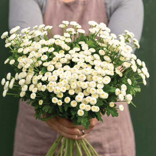 Feverfew 'Snowball'
