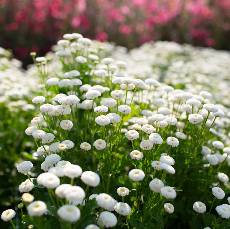 Feverfew 'Snowball'