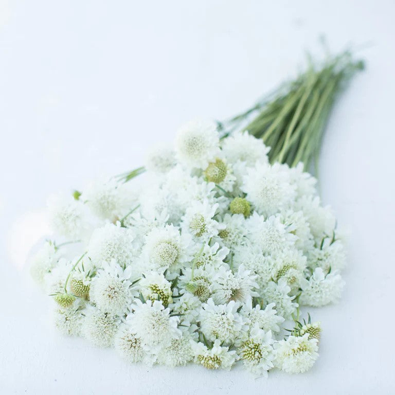 Whimsical Whites - All White Everything Flower Seed Collection