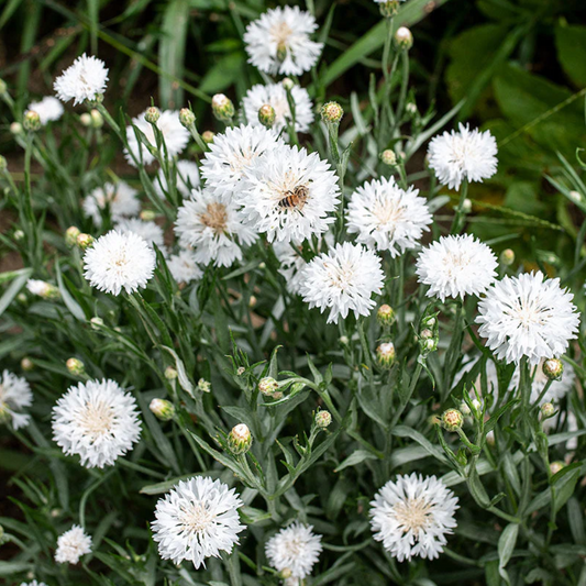 Bachelor's Button 'Snowman'