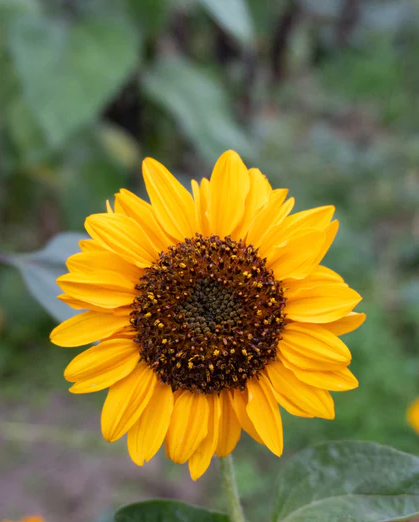 Sunflower 'Sonja'
